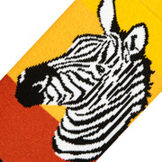 Zebra Safari